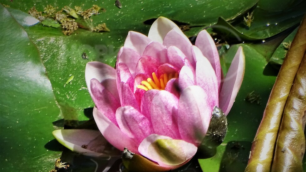 И розовите вече цъфтят!