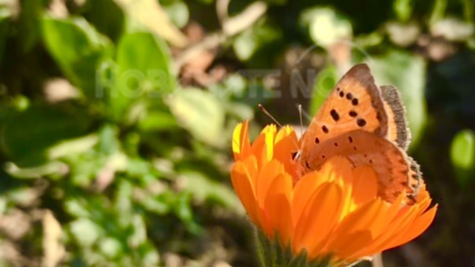 Пеоерудено настроение през Октомври