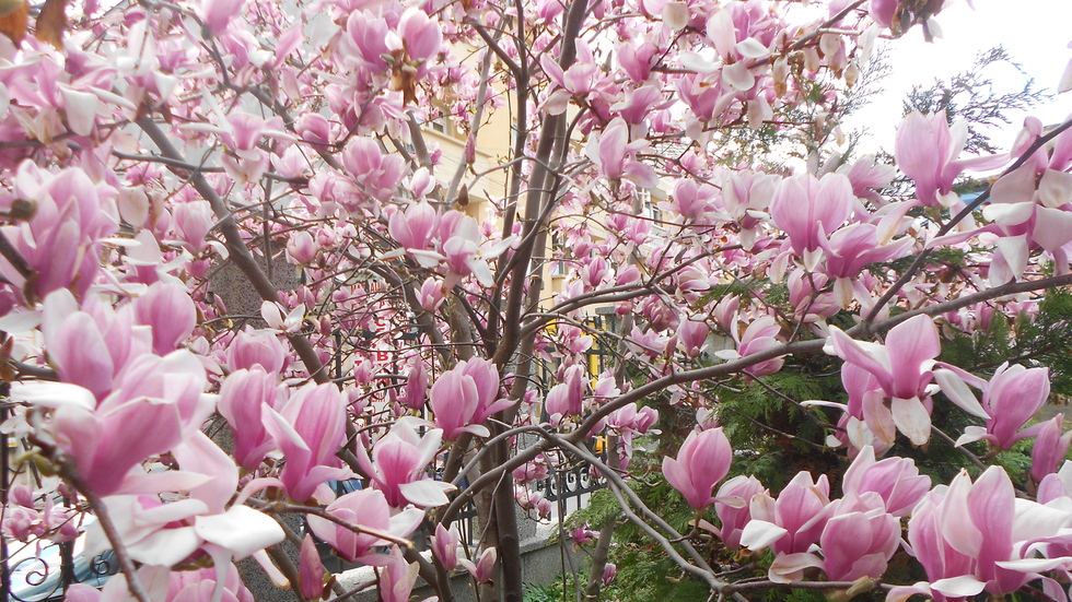 Магнолия - нежна и красива!