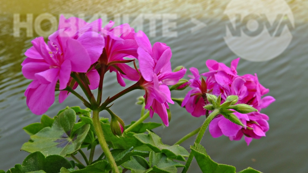 Панчаревско езеро - слънчев и цветен ден!