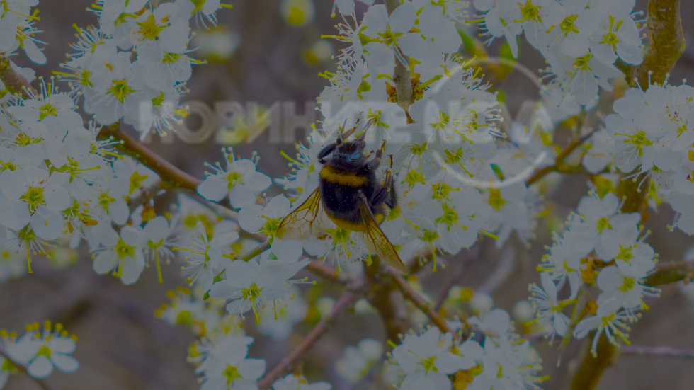 Кипи пролет в Долината на Пастирите край град Каварна