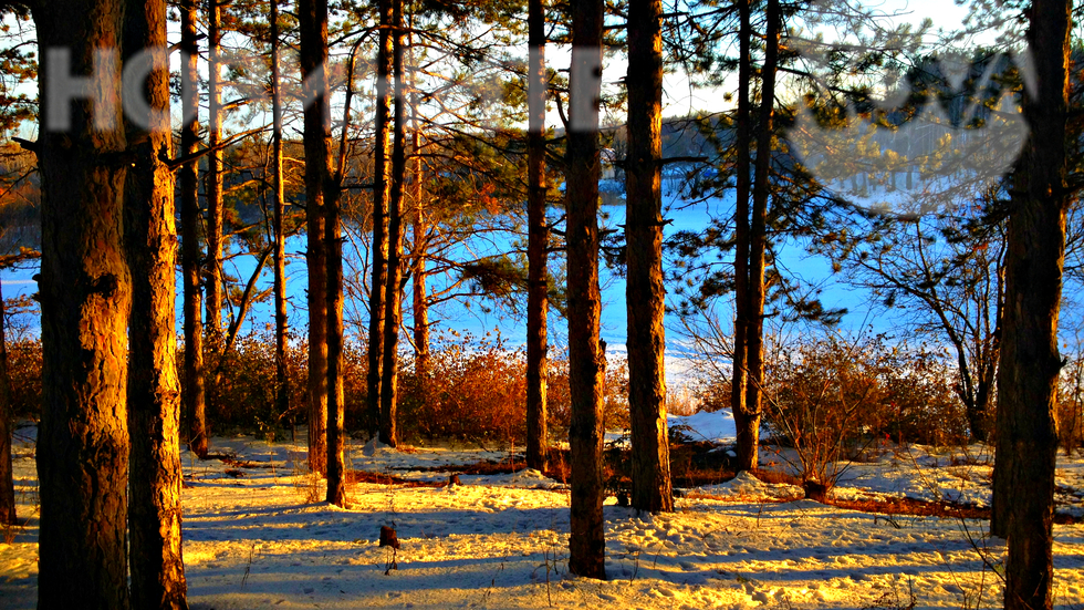 Слънце в снежната гора