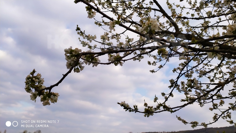 Пролетно разцъфтявяне