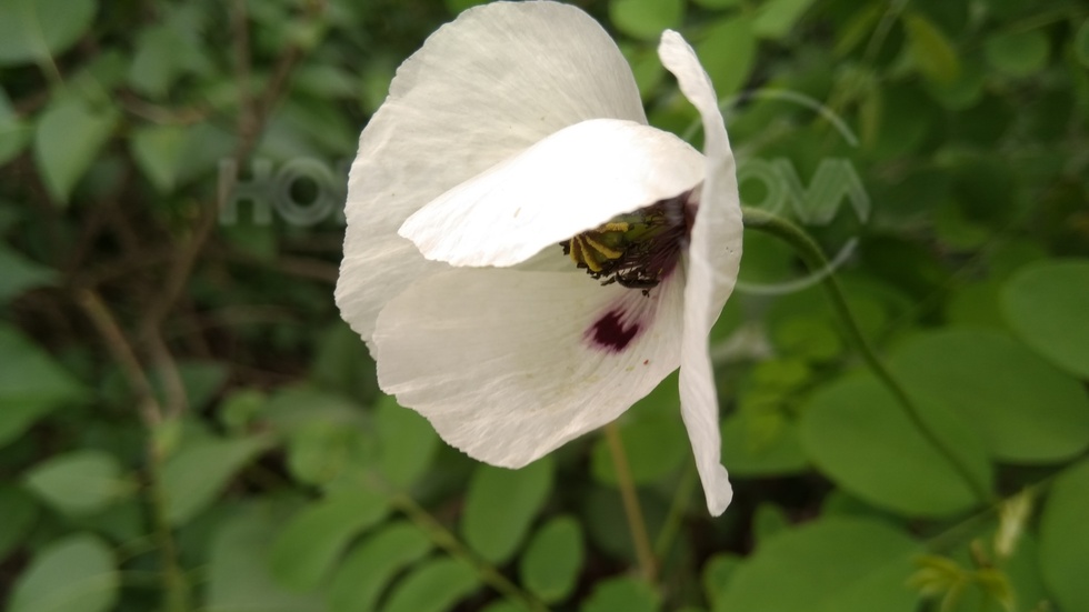 Бял мак от Родопите