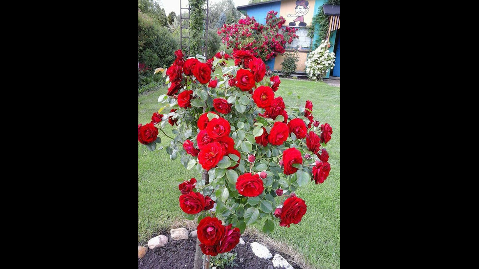 Първите розички