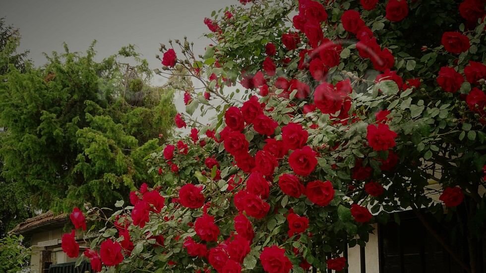 Времето на българската роза!