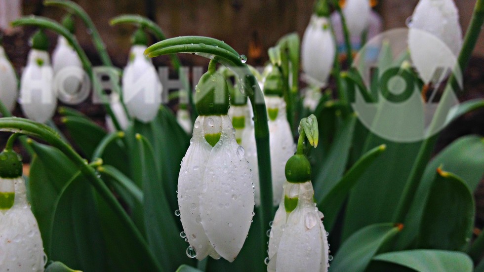 Кристално чисти и невинни след снощния дъжд