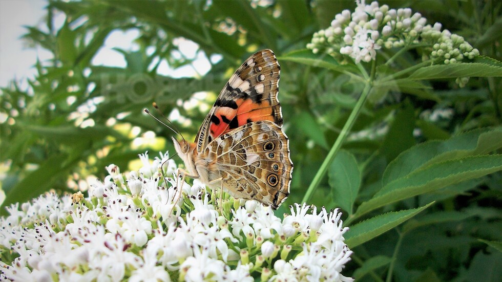 Цвят и пеперуди!