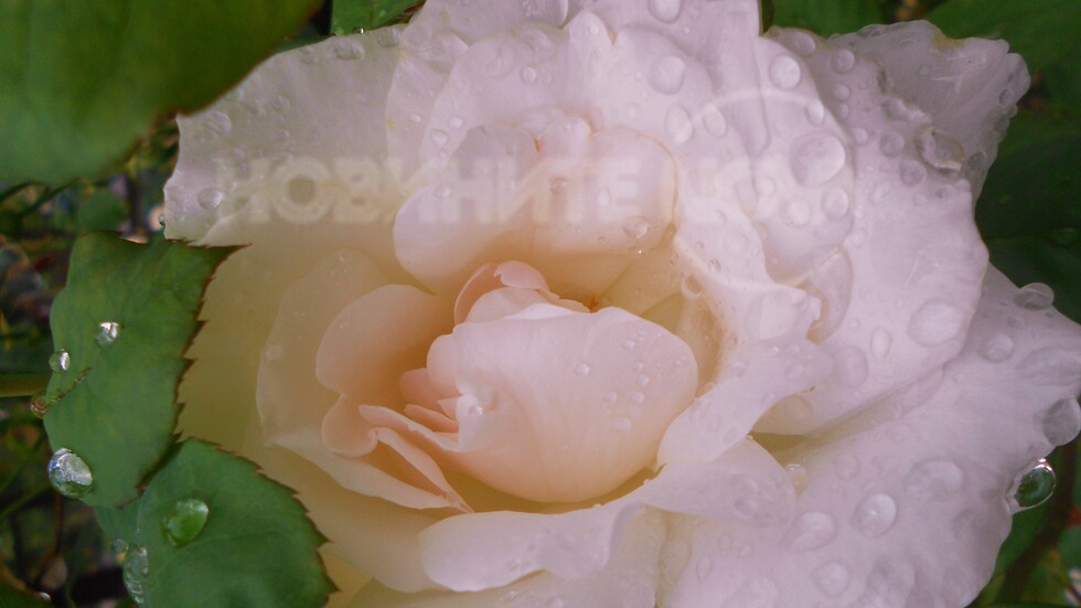 Окъпана красота!