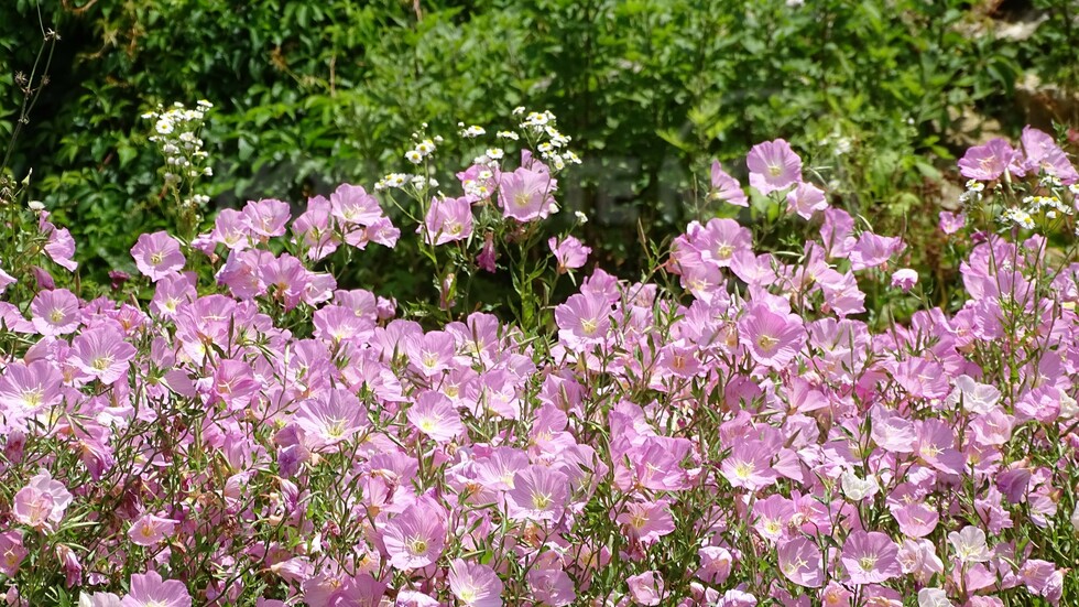 Греят в слънчевият ден!