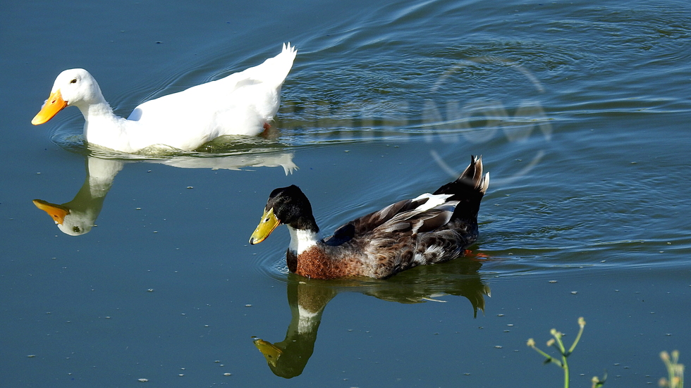 Синхронно плуване