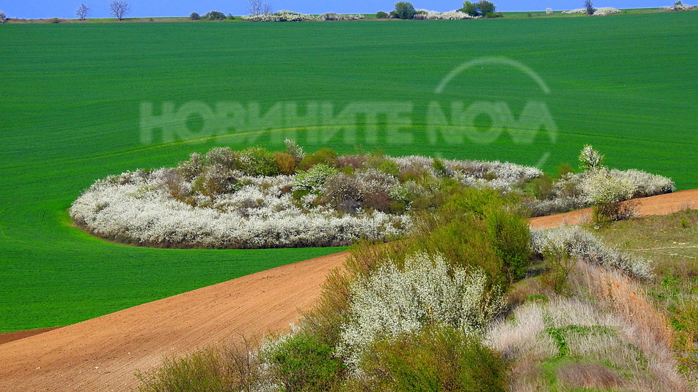 Прекрасна, пролетна гледка!