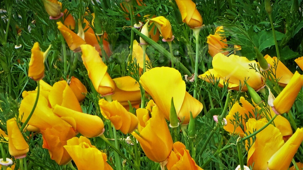 В мрачния и дъждовен ден са свити!