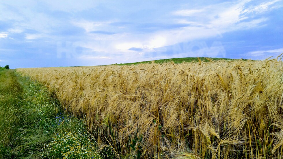 В очакване на жътвата