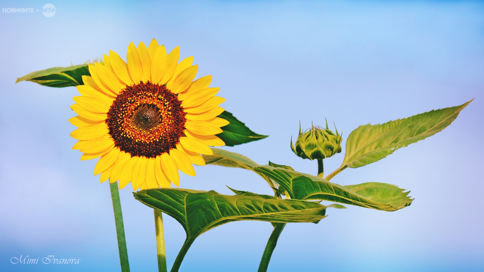 Слънчева усмивка...