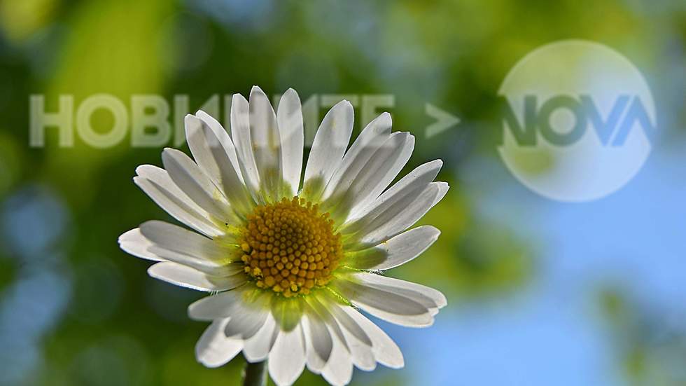 Пролетна маргаритка