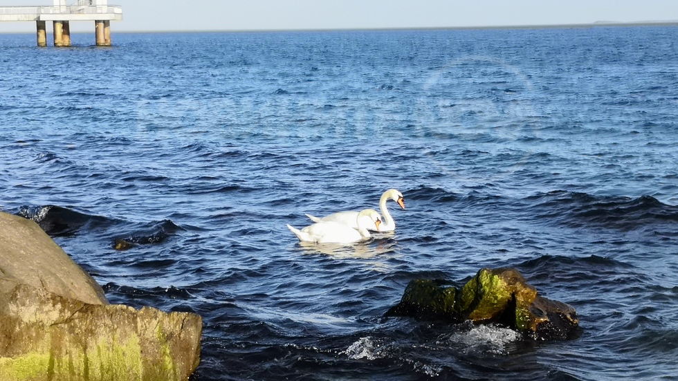 Лебеди в морето
