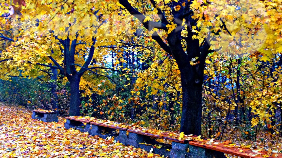 Цветен миг от есента