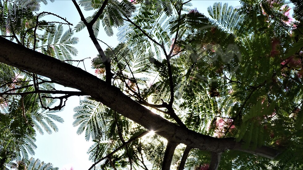 Слънце в клоните на мимозата!