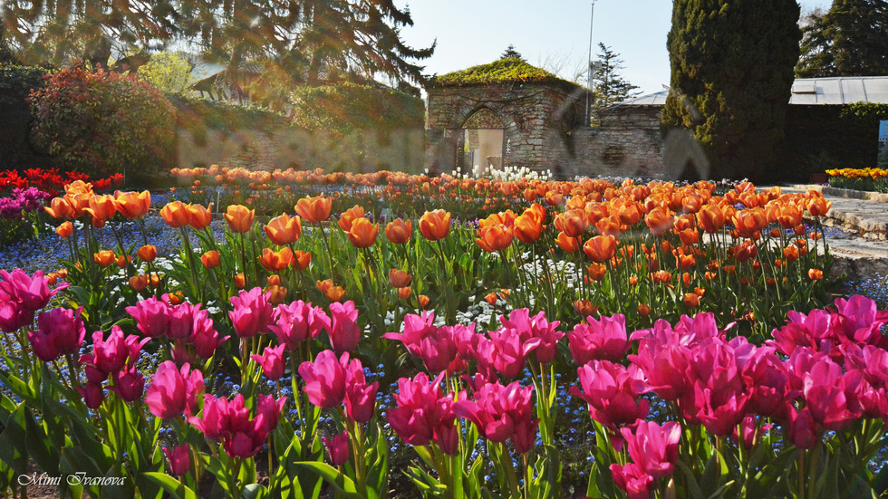В царството на цветята..на Цветница!