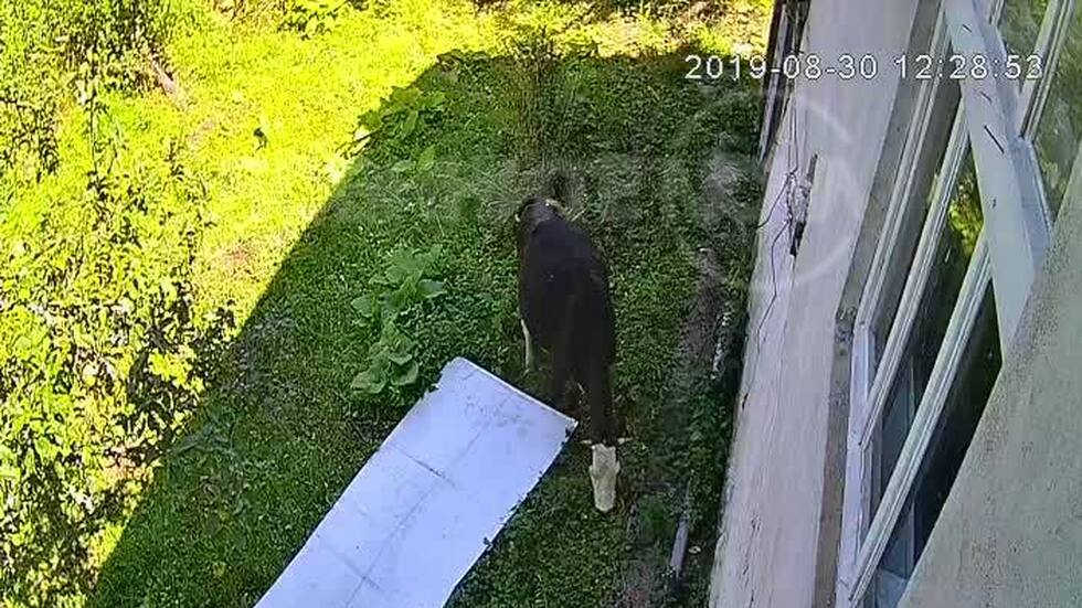 Безстопанствени крави