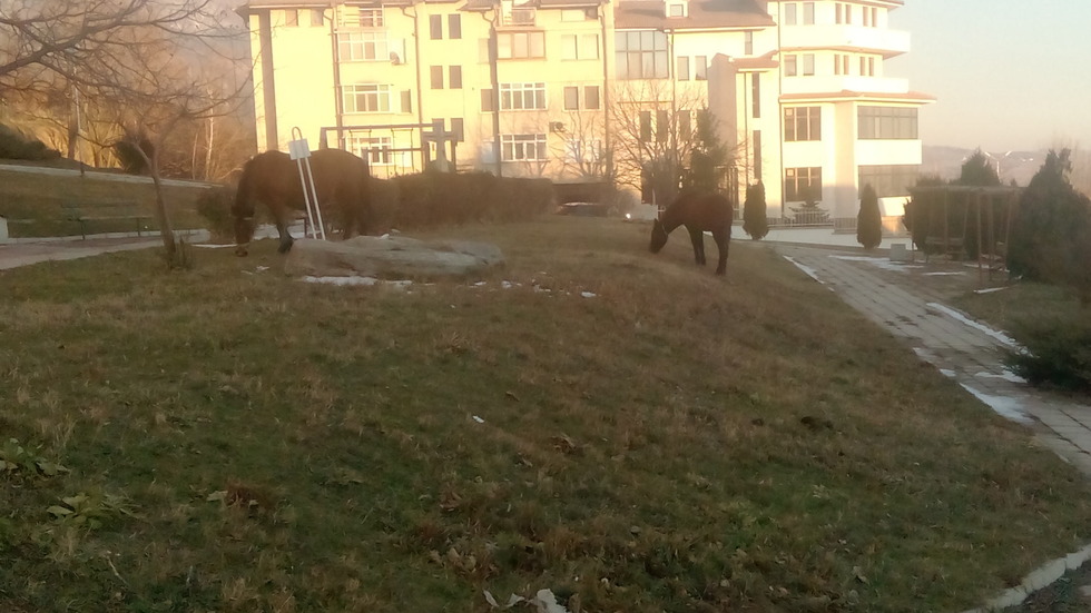 Коне пасат безстопанствено на детска площадка в Карлово, град от селски произход