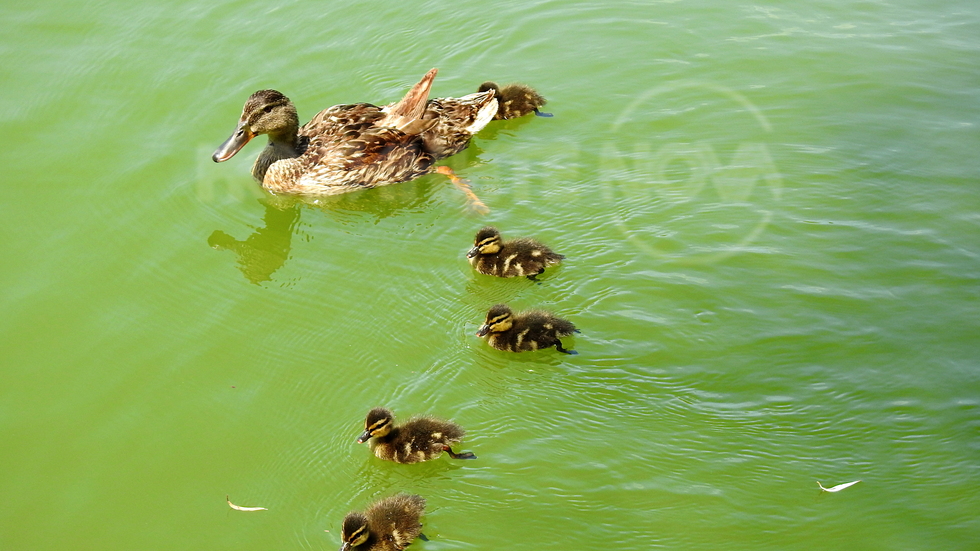 Нежност, красота и синхронно плуване..