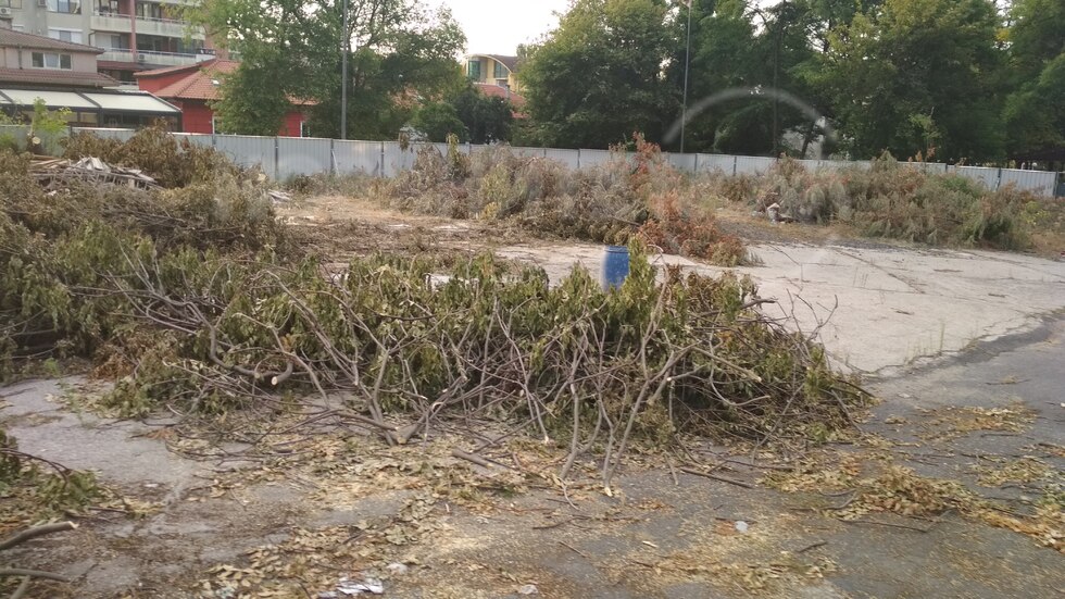 Поголовно изсичане на стари дървета в центъра на Кърджали, близо до Общината