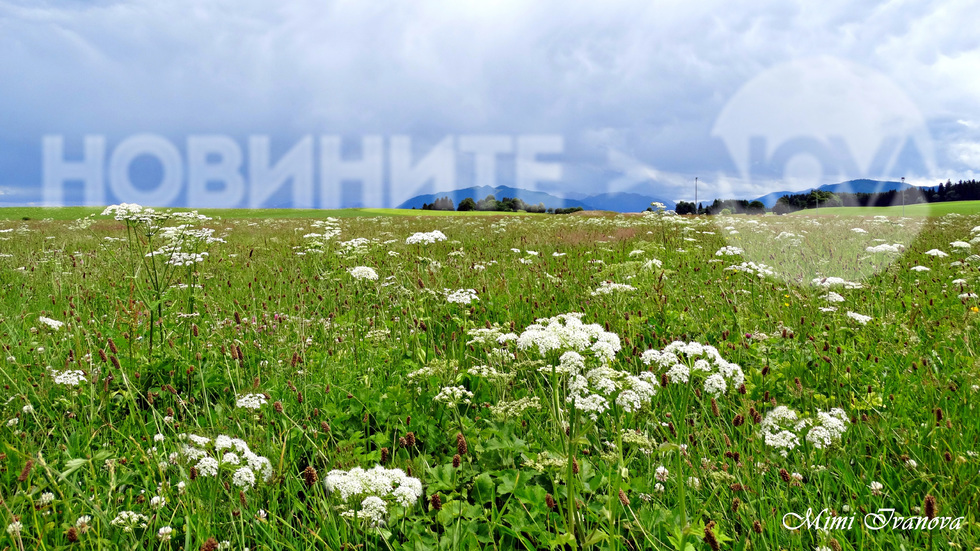 Сред аромата на дъхави полски цветя и треви