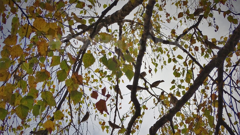 Малките врабченца в есента!