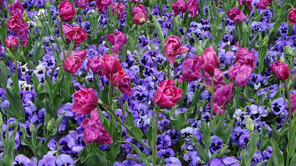 Пролетни цветя красят града!