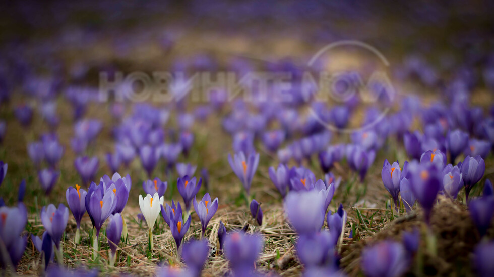 Минзухари от яз. "Голям Беглик"