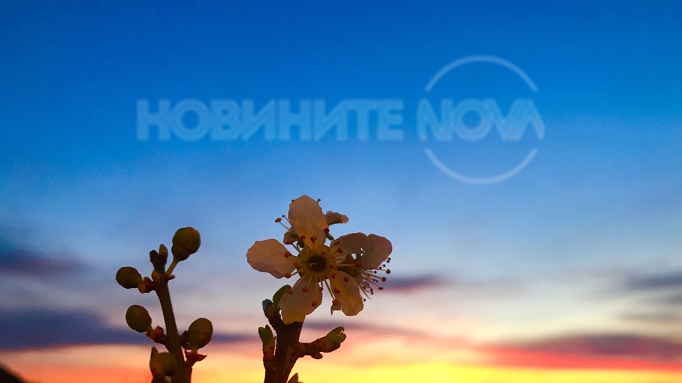 Пролетен цвят в красивото утро