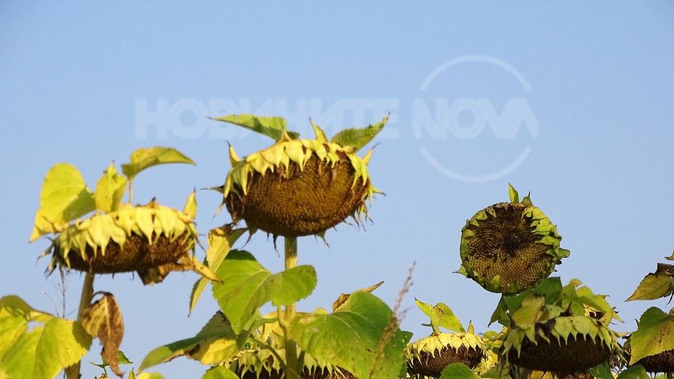 С наведени главички в горещия ден!