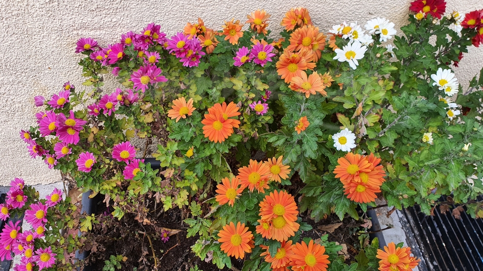 Есенна палитра...