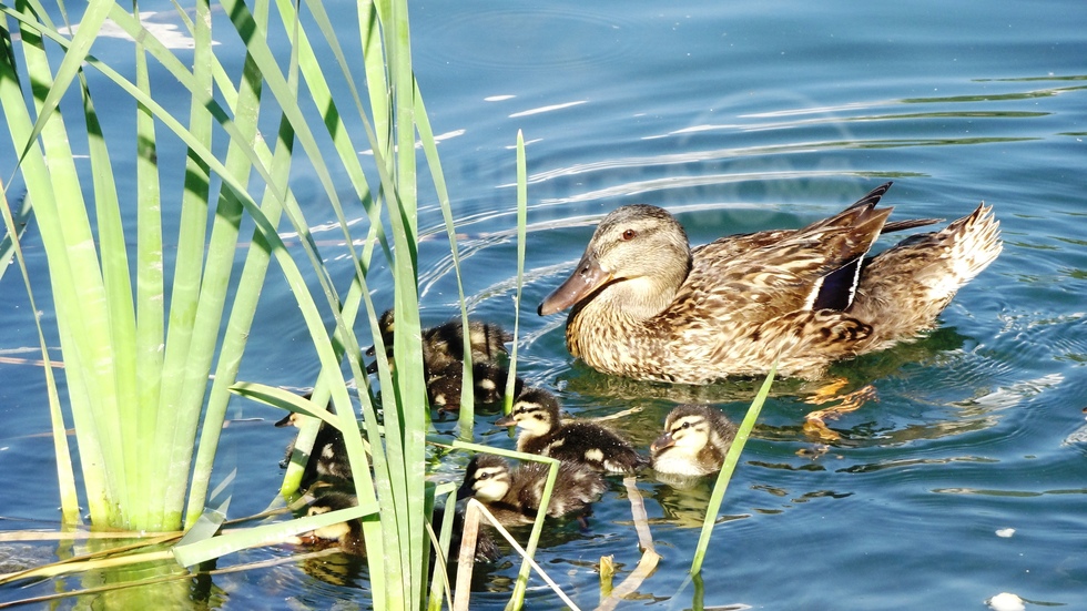 Малките патенца в езерото в кв. "Дружба"