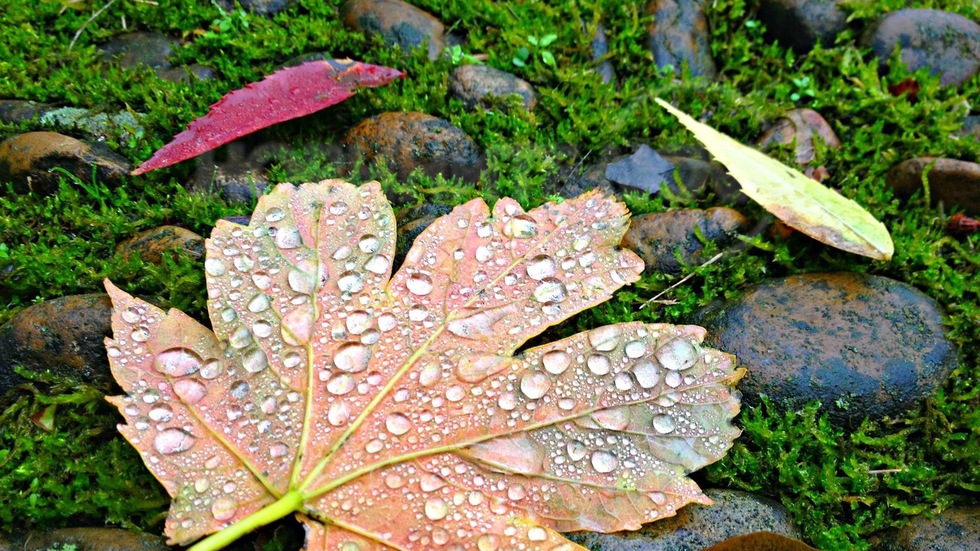 Нежната страна на есента