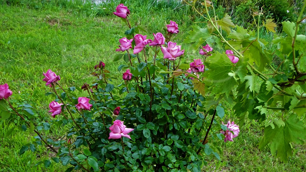 Нежността на пролетта!