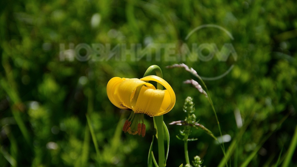 Самодивско лале