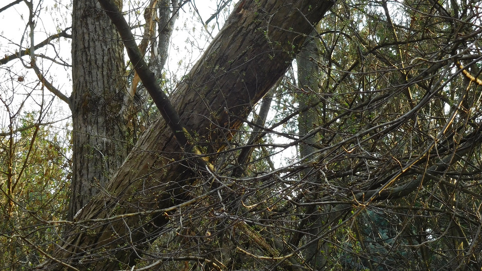 Опасно дърво в Западен парк - София