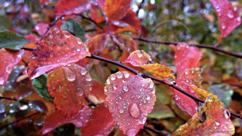 Дъждовно утро