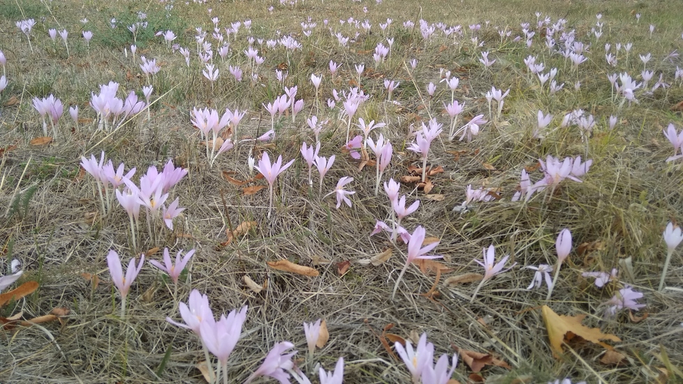 Цветя в София