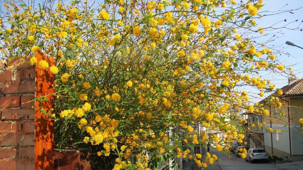 Фотогенична пролет