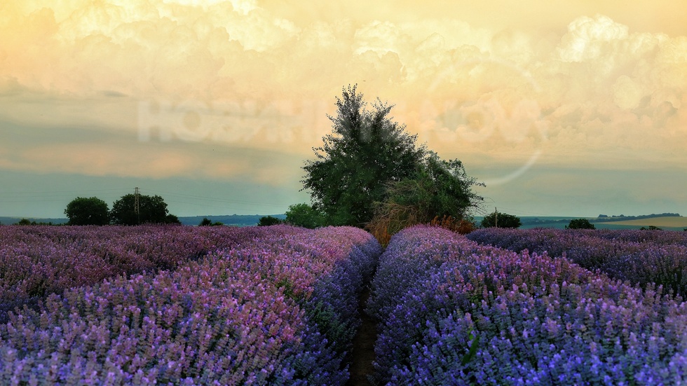 Лавандулови полета