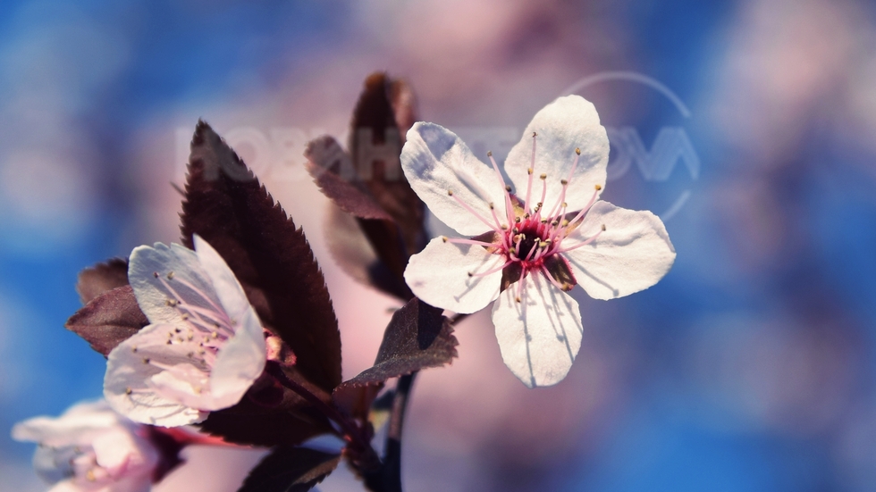 Пролет в розово