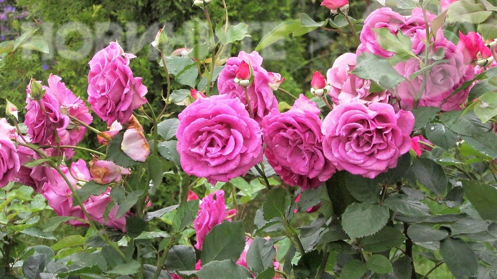 Българските рози - красиви и уханни