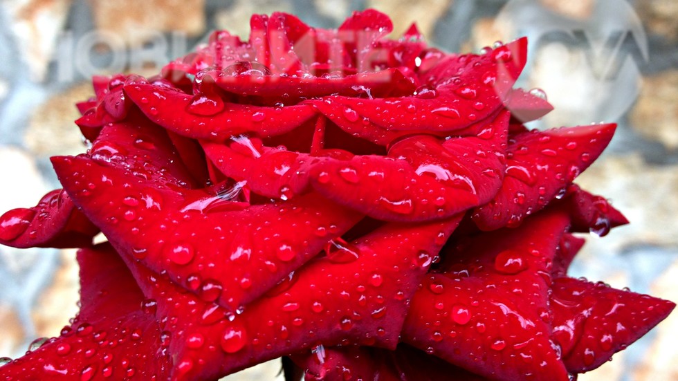 Разкошна, посипана с капчици дъжд