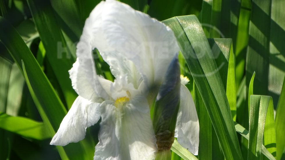 И перуниката цъфна