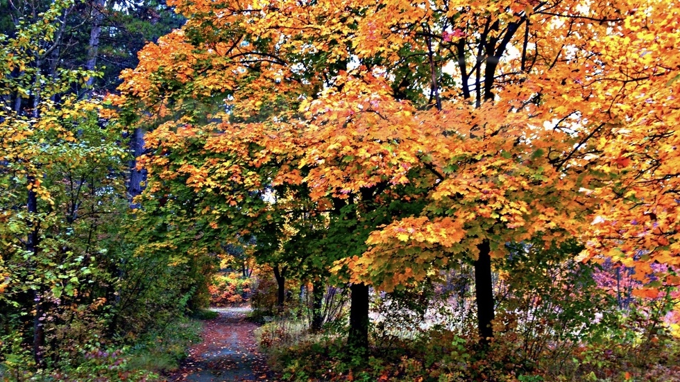 Цветното избухване на есента