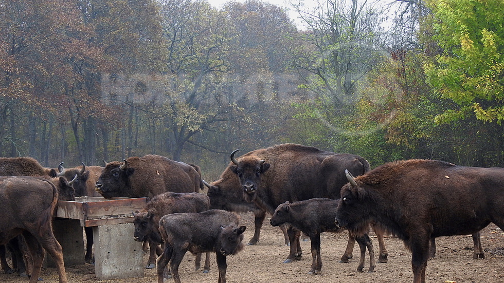 Есенна среща със зубрите на Воден